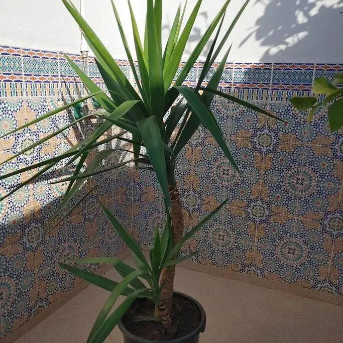 Dar Amane - Charmante Maison Marocaine Marrakesh Morocco